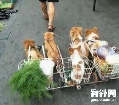 男子為五只狗狗做了輛拉車，買菜遛狗兩不誤，太聰明了！
