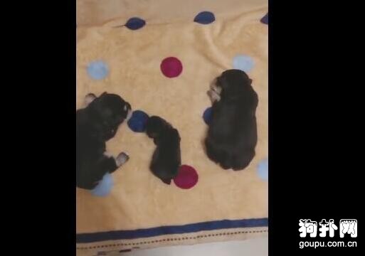 一窩出生的小奶狗，體重卻如此懸殊，麻麻都疑惑了