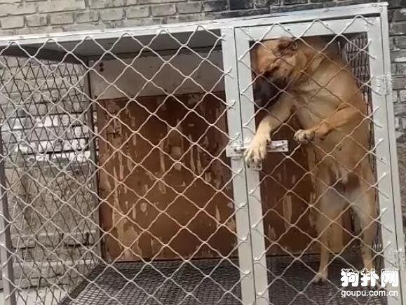 騙狗狗進籠，狗子下一秒的舉動說明它剛才只是假意配合