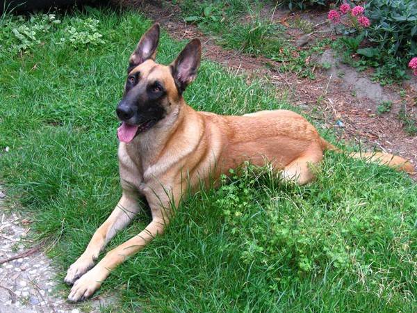 家養馬犬要注意什么