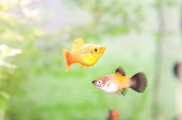 剛下的小魚怎么養