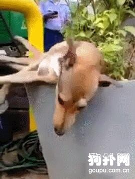 讓狗子看個家，它卻睡得昏天黑地，叫都叫不醒！