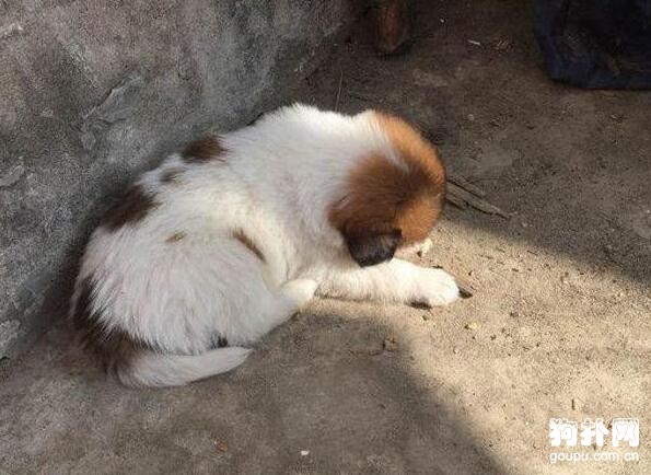 小奶狗墻角曬太陽，被熊孩子踢了一腳，疼得嗷嗷慘叫