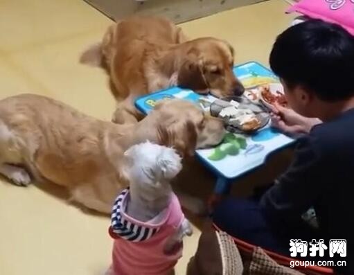 一到飯點，三只狗就趴守在飯桌旁，主人表示壓力好大！
