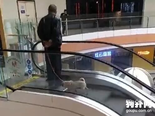網友在商場遇見一位佛系遛狗的老大爺