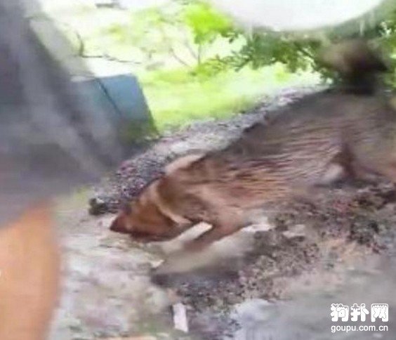 小狗深陷地洞，狗媽媽拼命施救，母愛真偉大！！
