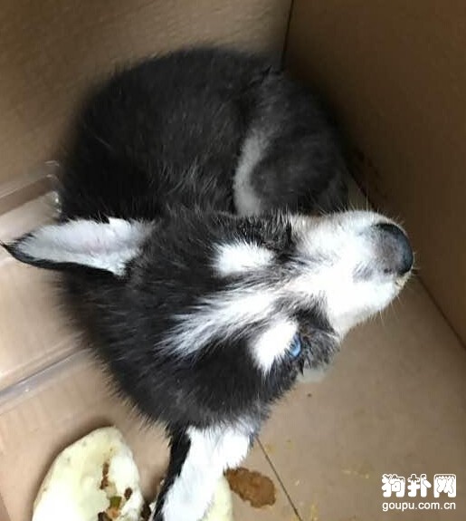 撿了只流浪狗，檢查后發現它得了犬瘟~~