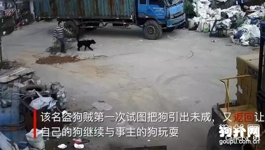 偷狗賊又出新花樣了，以狗騙狗，大家小心了！