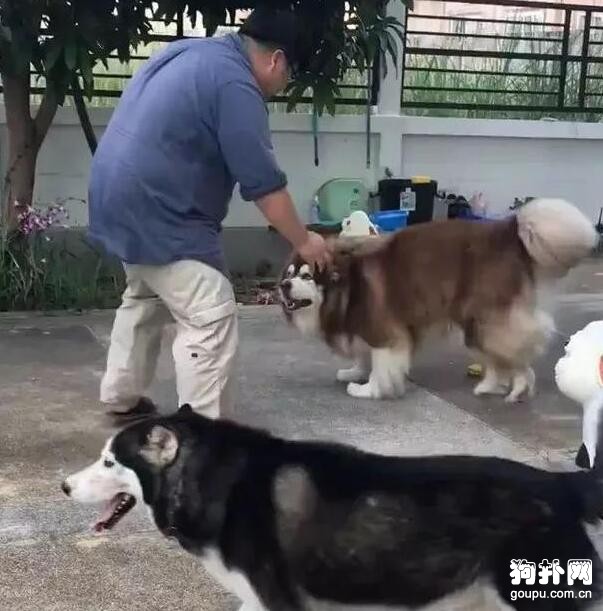 主人和狗狗的心酸減肥史，堅持就是勝利！