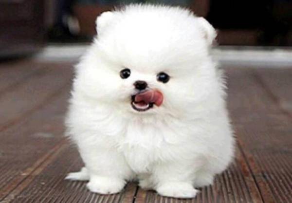 狗死后怎么處理