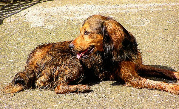 狗有避孕藥嗎