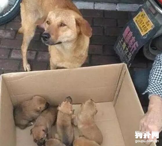 土狗一只不到百元都沒人要，心疼，更心酸！！