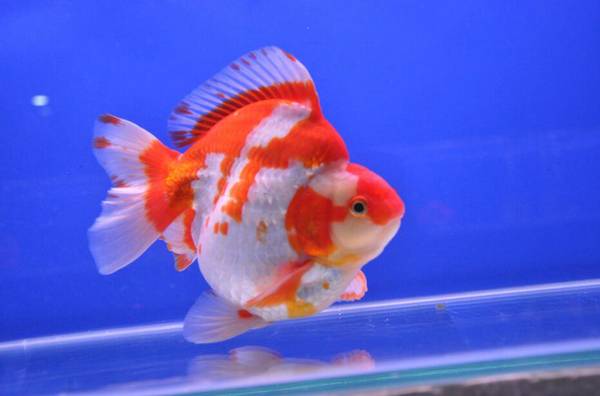金魚身上有白色氣泡