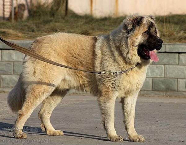 坎高犬和高加索誰大