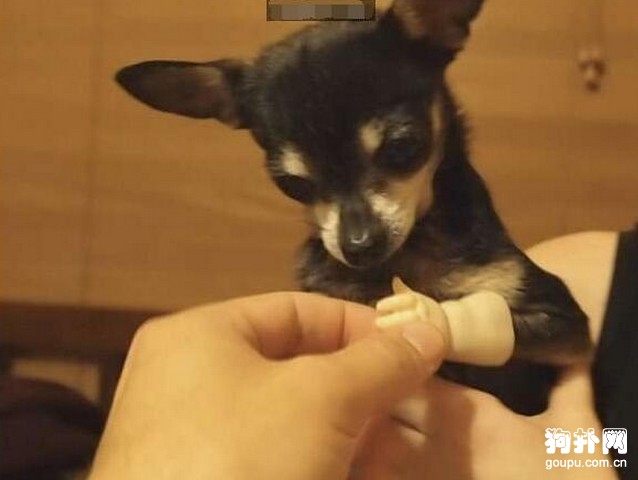 主人一個暖心的舉動，讓殘疾小狗激動不已