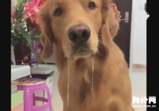 主人遲遲不下進食命令，狗狗口水流成河
