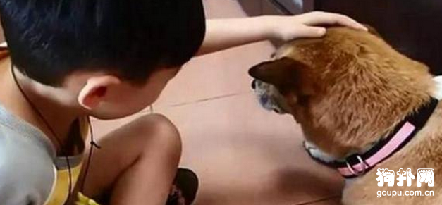 狗狗即將離世，小主人痛苦不舍