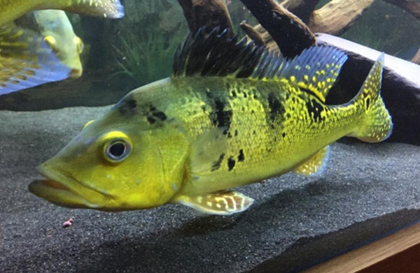 巴西亞魚吃什么