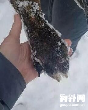 同狗不同命，一只屋里一只屋外，待遇卻天差地別