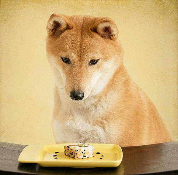 狗狗一天喂幾頓狗糧