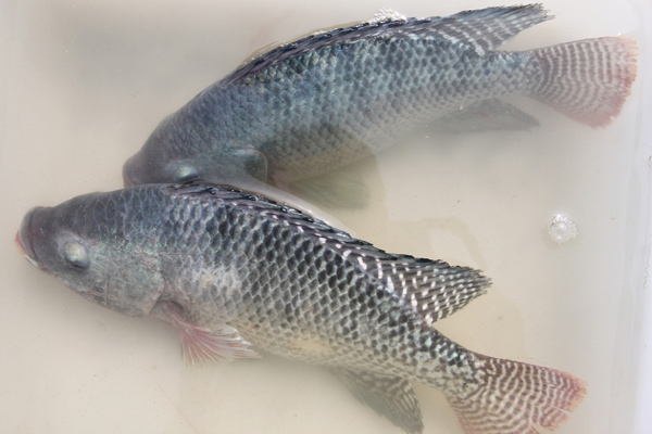 羅非魚是海魚還是河魚