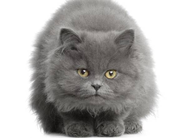 英國短毛貓飼養容易嗎