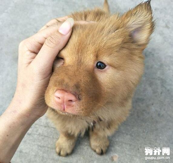 流浪狗每天準時來吃飯，吃完就走，發生這件事它終于肯留下了