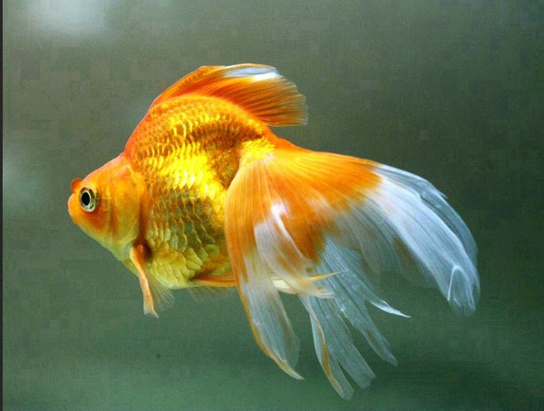 金魚能活多久