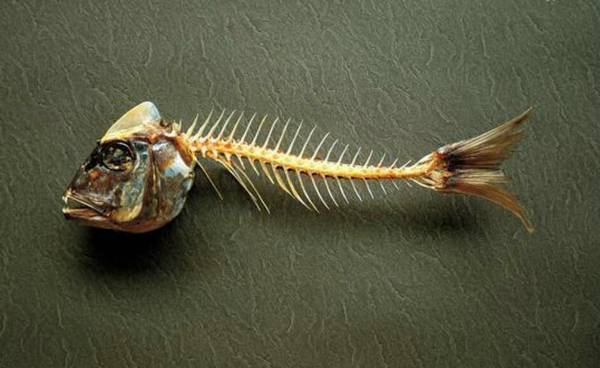 狗能吃魚刺嗎