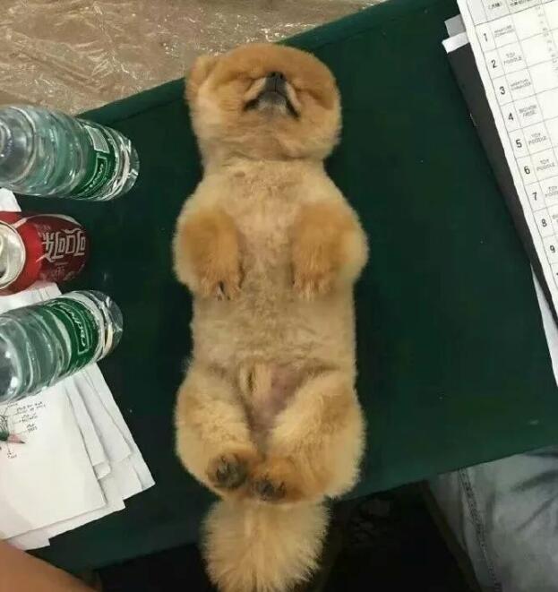 愛睡覺的狗狗，運氣都不會太差!