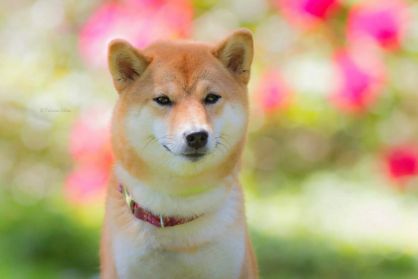 柴犬脾氣為什么那么大
