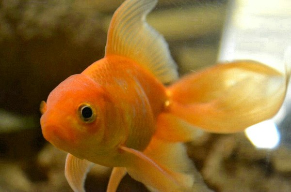 金魚幾天喂一次
