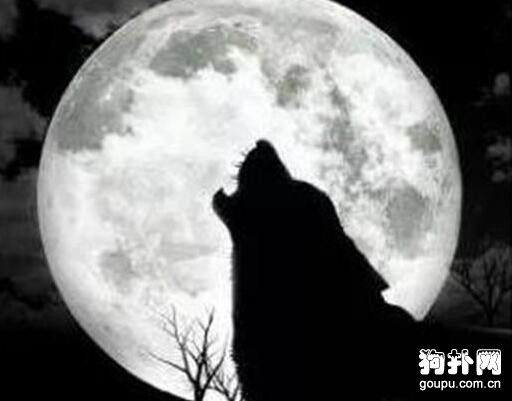 狗狗夜晚對著空氣嚎叫是為什么？