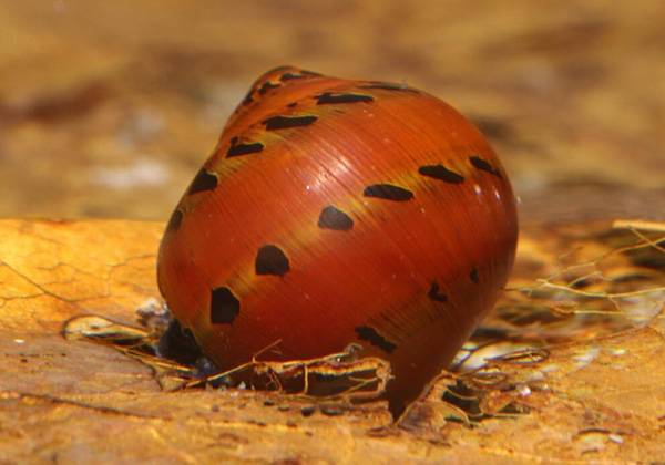 黃金螺能和魚一起養嗎