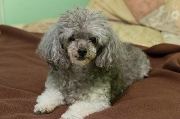 犬瘟癥狀