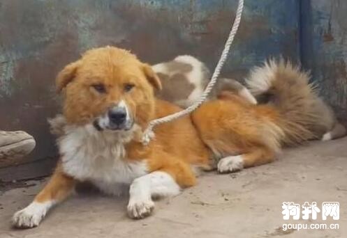 少年看著狗狗被殺卻見死不救，如今為養狗被媳婦折磨！