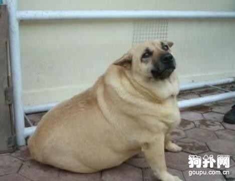 送奶奶一只狗，一年后還我一頭豬
