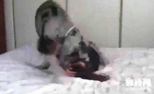 女子貪玩讓大狗跳上床，結果被壓得差點窒息