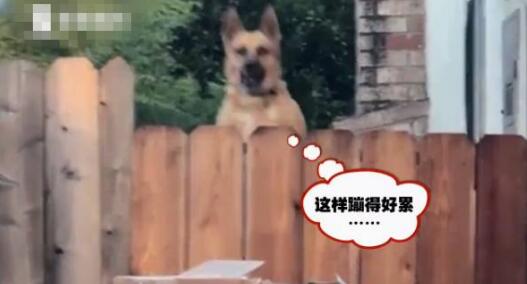 狗狗聽到鄰居家有動靜，秒變袋鼠：帶我一起玩唄