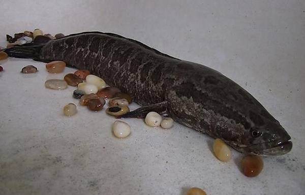 黑魚怎么養