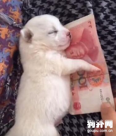 小奶狗緊抱鈔票不放，主人要哭了