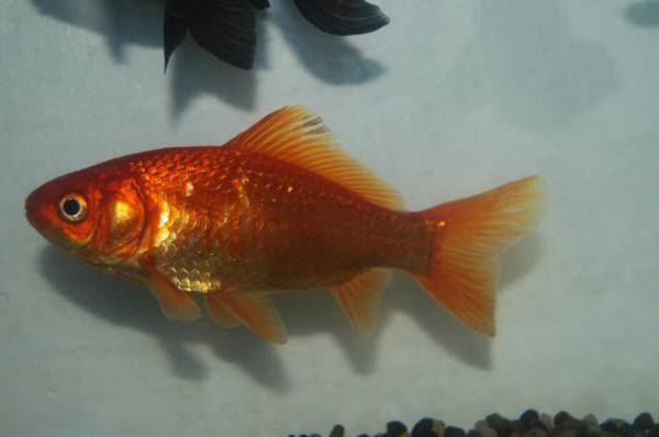 金魚能和什么魚混養