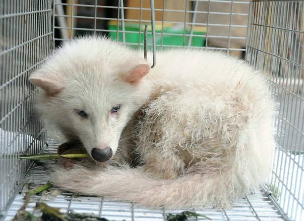 菊花代表什么動物