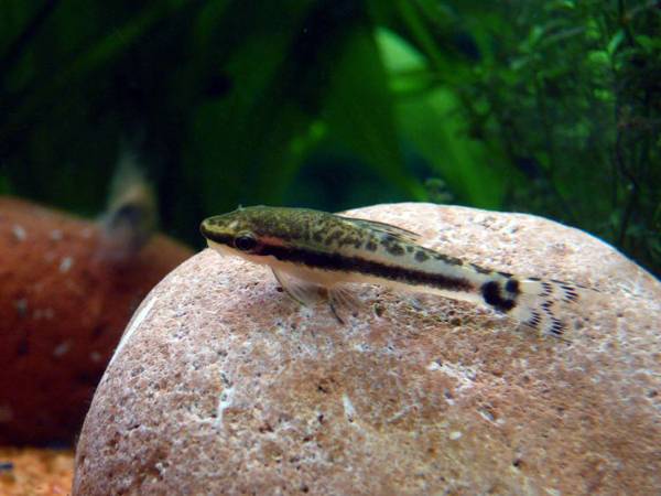 吃綠藻最厲害的魚