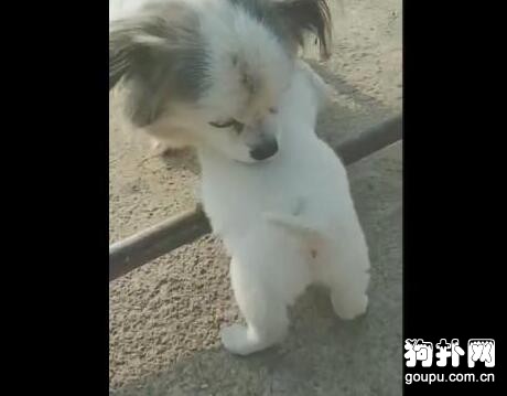 母狗看望自己被送養的孩子，小家伙一見面就要奶喝