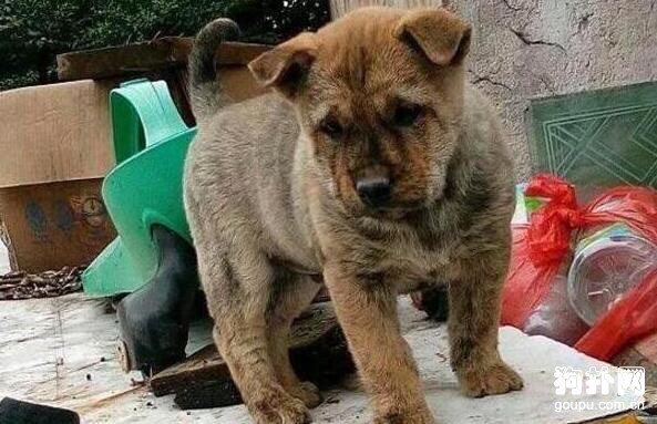 狗販子把土狗當獵犬賣給我，8倍差價，太黑了！