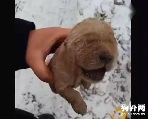 雪地里撿到只小奶狗，已被活活凍成冰雕，看一次哭一次！