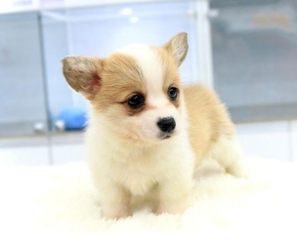 幼犬會有狂犬病嗎
