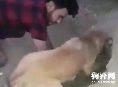 小狗被人活埋，母狗慘叫著瘋狂刨土，5只死了3只！