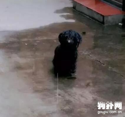 家養狗狗吃肉，可憐的流浪小狗雨中遙望，看得我都淚目了！